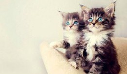娱乐吃瓜小猫咪视频大全,盘点全网最火的吃瓜小猫咪视频合集