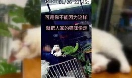 新兴宠物店爆料视频大全,爆款视频大全背后的宠物潮流