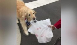 人狗狗视频在线观看,人狗狗视频在线观看，欢乐时光尽在掌握