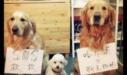 打狗棒全集在线观看,武侠世界的传奇传奇