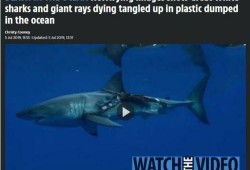 媒体爆料鲨鱼视频大全集,揭秘海洋霸主惊险瞬间