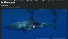 媒体爆料鲨鱼视频大全集,揭秘海洋霸主惊险瞬间