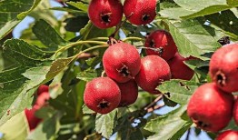 山楂加工爆料方法视频大全,全方位视频教程大盘点