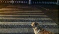 人狗狗视频在线观看,人狗狗视频在线观看，欢乐时光尽在掌握