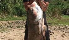 胖头鱼被爆料视频大全,揭秘网络红人幕后真相