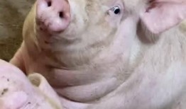 小胖猪是谁爆料的视频播放,揭秘视频幕后真相