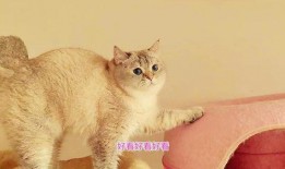 娱乐吃瓜酱胖猫,揭秘娱乐圈那些不为人知的幕后故事