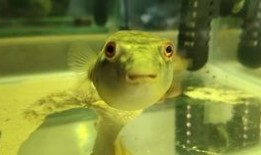 胖头鱼被爆料视频大全,揭秘网络红人幕后真相