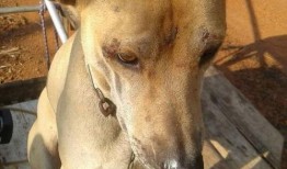 人狗狗视频在线观看,人狗狗视频在线观看，欢乐时光尽在掌握