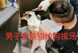 狗牙在线观看,揭秘家庭悲剧背后的爱与救赎