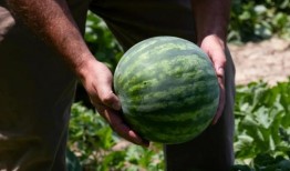 中国免费吃瓜,揭秘中国网络文化的狂欢现象