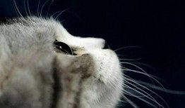 娱乐吃瓜小猫咪视频大全,盘点全网最火的吃瓜小猫咪视频合集