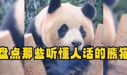 熊猫头爆料人是谁啊视频,背后真相大起底